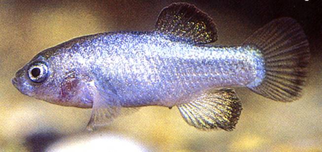 This undated photo provided by Death Valley National Park, shows the endangered Devil's Hole Pupfish. 